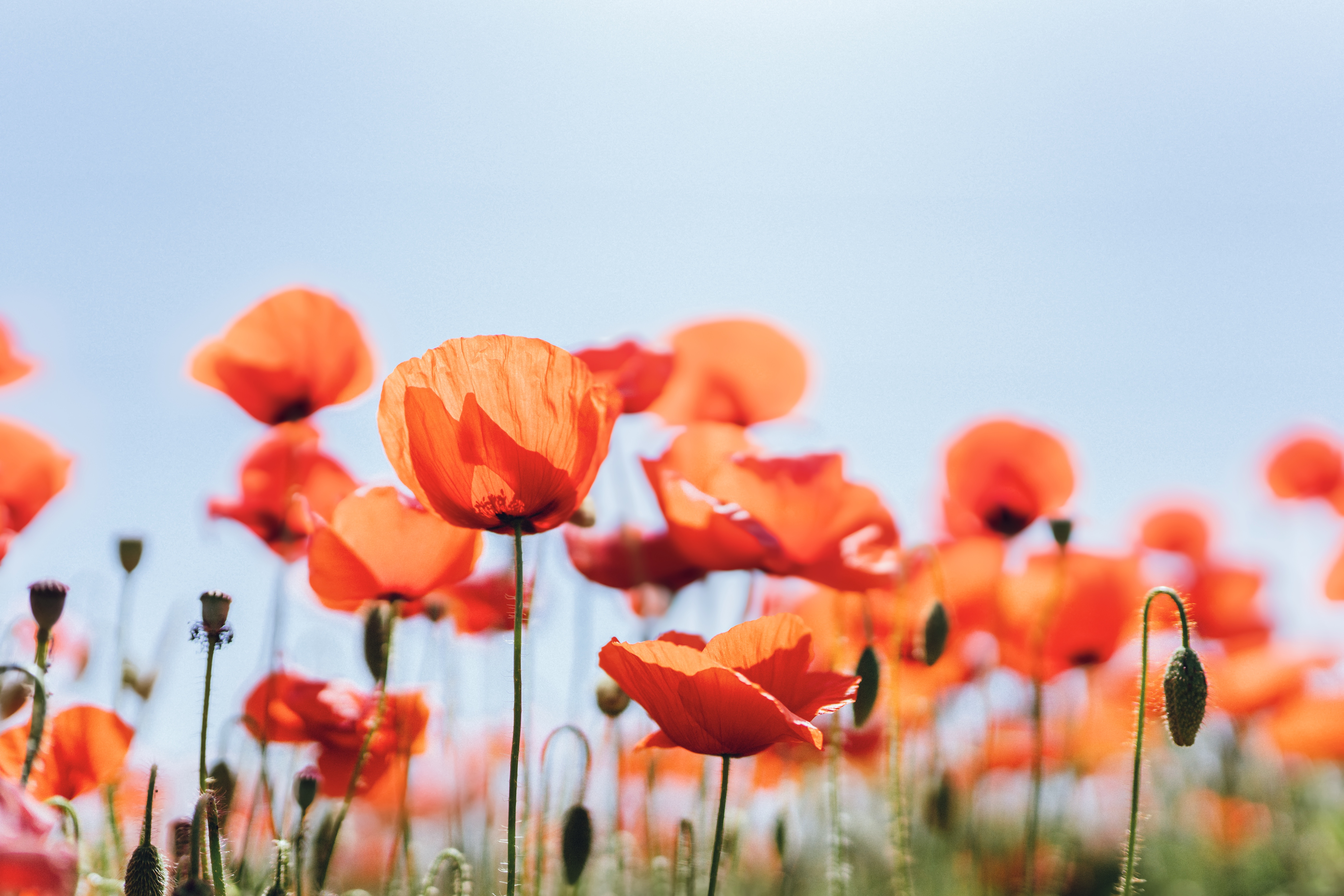 Image of poppies